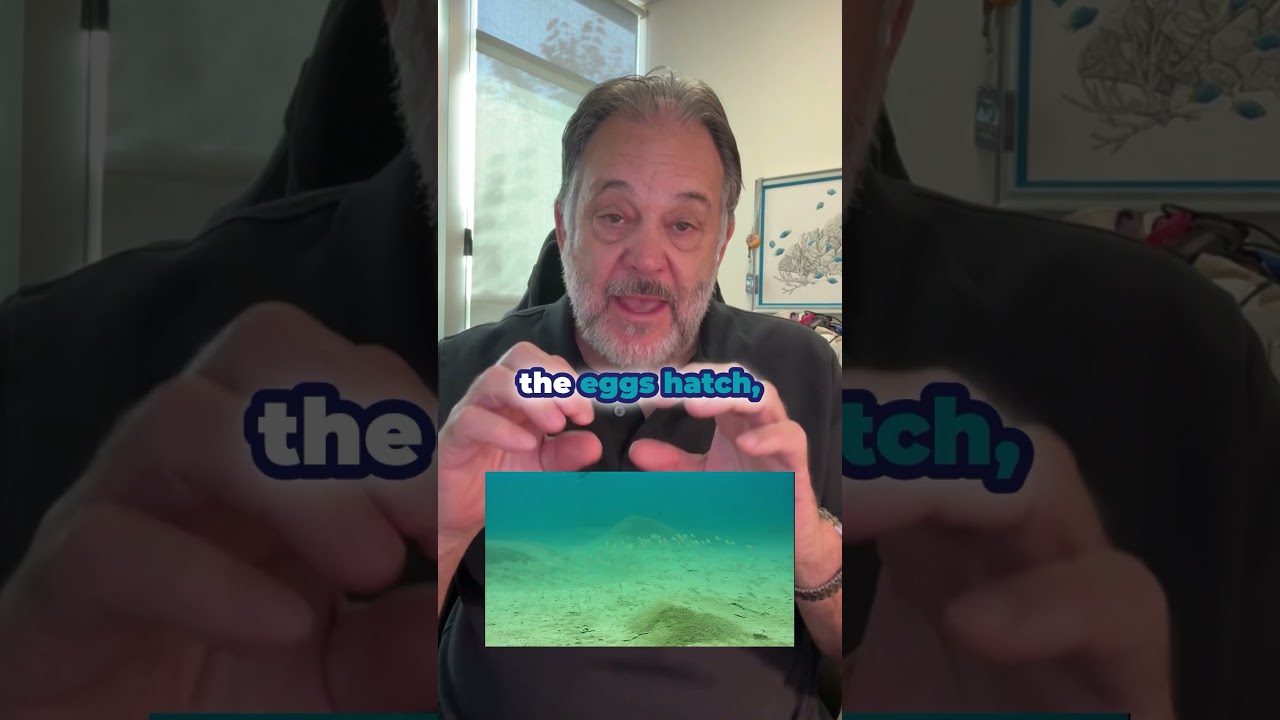 Do Fish Defend Their Young?