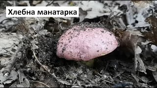 Хлебна манатарка, Царска манатарка, Царска гъба