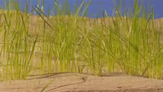 Green shoots, grass growing in Qatar desert. Timelapse
