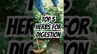 The MOST POWERFUL Herbs for Digestion & Gut Health! #healthtips #digestion #guthealth #wellness