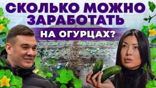 Знаменитые Луховицкие огурцы | Сколько приносит одна теплица? Тепличный бизнес | Андрей Даниленко