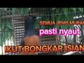 murai yang diem diem bae"PASTI IKUT NYAUT"