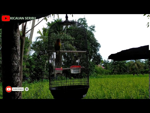 Suara love bird gacor class=