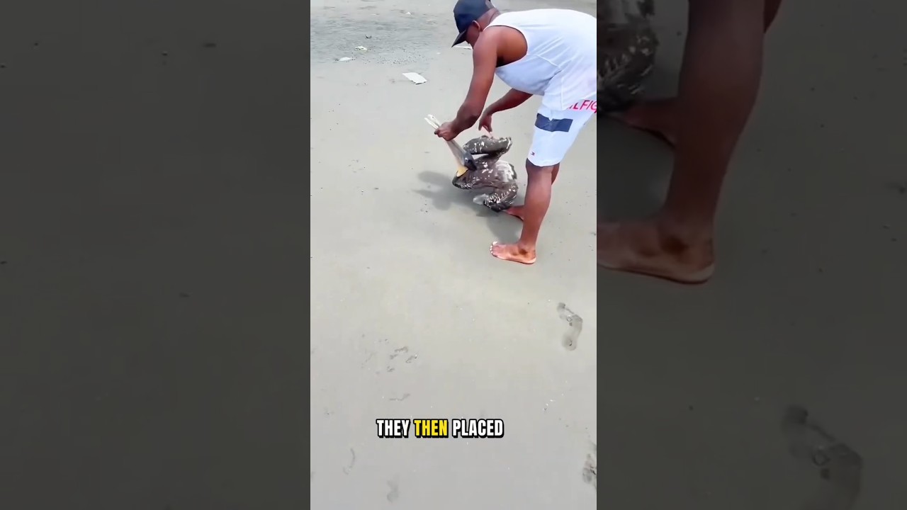 A Pelican Was Dying at Sea — Fishermen Saved Its Life