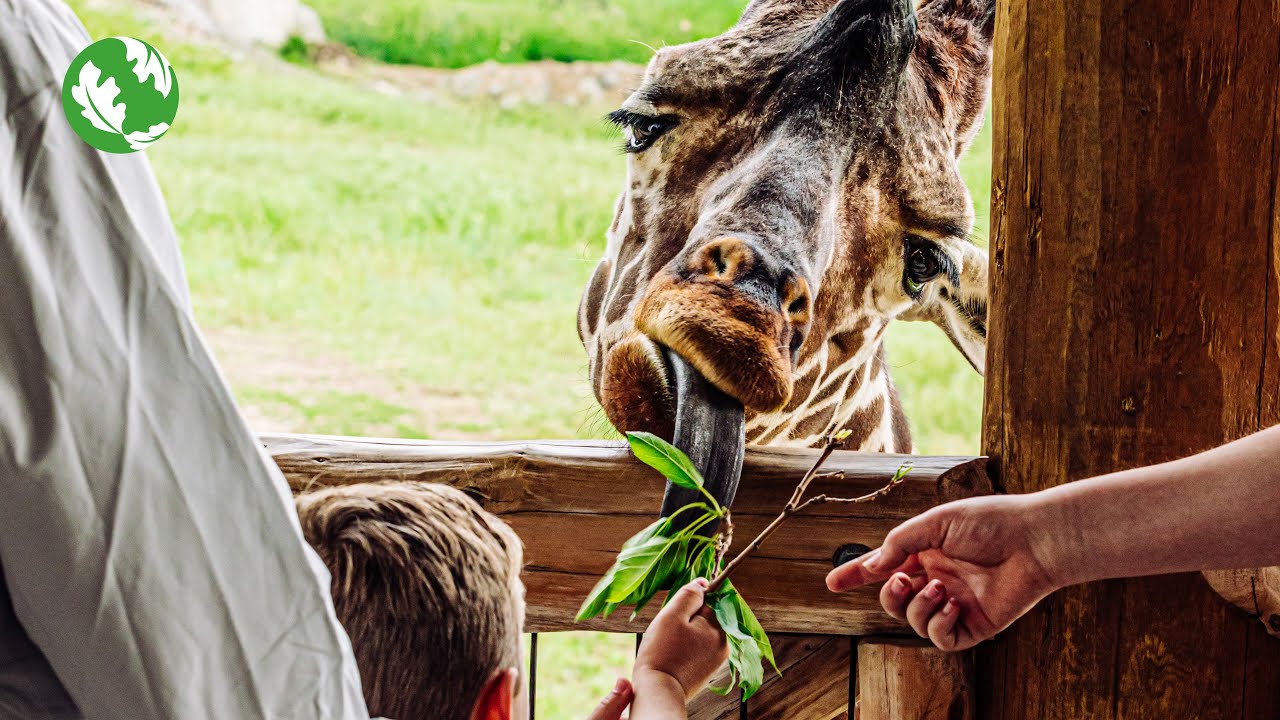 When Brush Becomes Breakfast