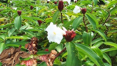 Tác dụng không ngờ của cây Cát Lồi