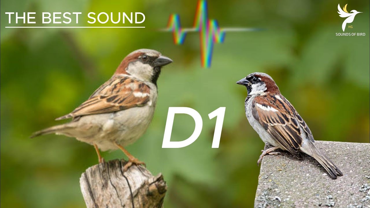 اجمل صوت دوري مصري , دوري منازل voice song call house sparrow - Passer domesticus