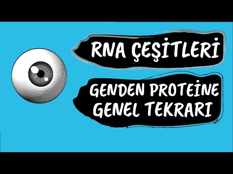 Video: İplerden hangisi daha fazla RNA primeri kullanır?