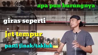 cara menjinakan burung yg super giras