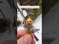 Golden Knight in Snowy Ruins