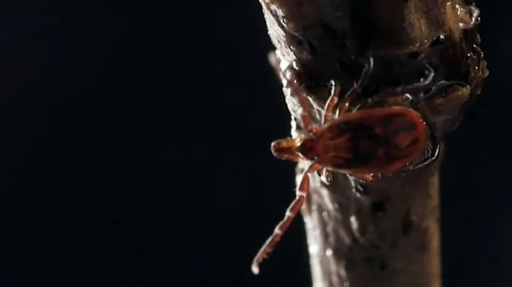 How to stay safe from mosquitoes, ticks in Michigan