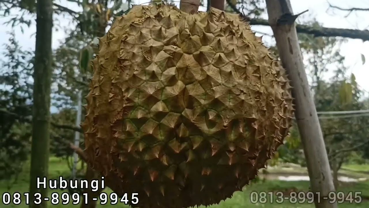 DI JUAL LAHAN KEBUN DURIAN, KANDANG KAMBING, BEBEK, KOLAM IKAN TAWAR & KEBUN PALAWIJA 1 AREA LOKASI