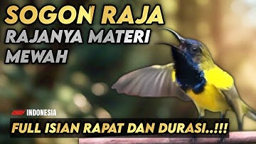 MASTERAN SOGON FULL ISIAN MEWAH MATERI KEKINIAN || Paling populer‼️