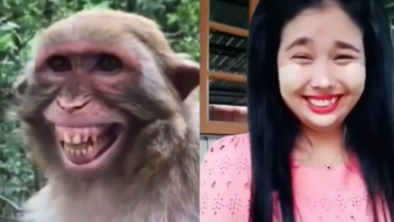 Troll Prank Dog Funny & f& Huge Box Prank to dogake Lion and Fake Tiger Prank To dog