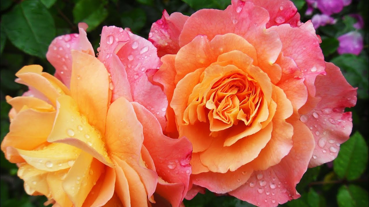 Good morning | Good morning wishes | good day l Have a nice day l Good morning greetings