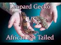 THE TRUTH About The Difference Between Leopard Geckos And African Fat Tailed Geckos | Which Is Best?