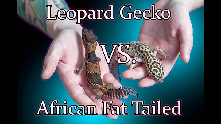 THE TRUTH About The Difference Between Leopard Geckos And African Fat Tailed Geckos | Which Is Best?