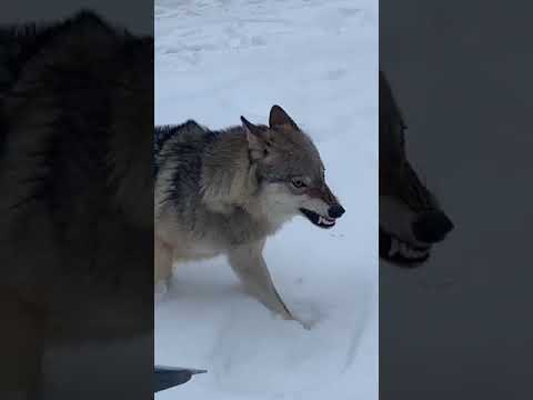 Нападение Волка в парке Победы