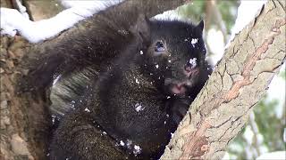 Squirrel Eats A Peanut Up-Close