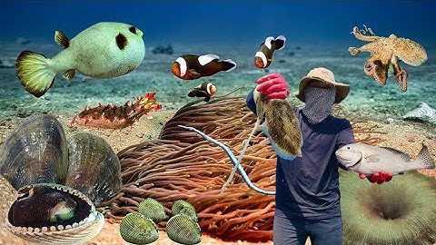 Mực Nước Sâu 15 Mét Có Nhiều Hải Sản, Mực Nang Sò Ốc Cá Kẽm | Cảnh 86