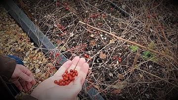 Winter work | Asparagus | Seed saving
