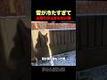 雪が冷たくておしゃべりになる猫ｗ