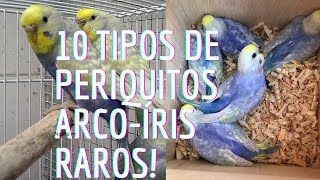 10 Tipos de periquitos australiano Arcoíris mais raros!!!