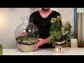 Sposób na... sukulenty w szkle / DIY Succulents Terrarium S01 E05
