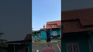 Merpati Tinggi an Cilacap #shorts #tiktokmerpati #merpati #merpatirumahan #merpatiku