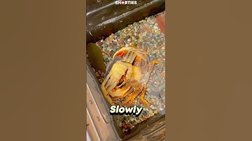 Crab Molting From Its Shell #shorts #MarineLife