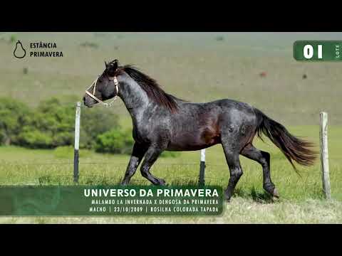 LOTE 01 - Universo da Primavera