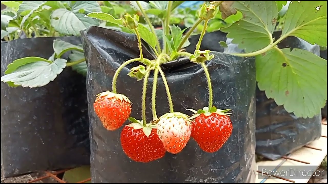 Strawberry na Habang Dinidiligan ay Lalo Namang Namamatay