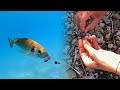 Bobbit worm as bait underwater footage