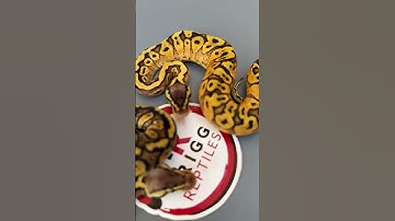 A couple of powerhouse males available on our #morphmarket page! #ballpythons #snakes #reptiles