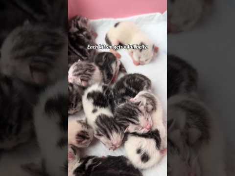 She Almost Lost The Scent Of Her Kittens.