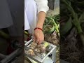 This swift cutter separates onion bulbs from leaves, organizing each section with seamless precision