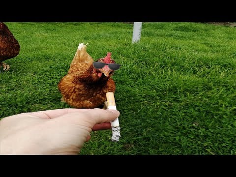 chickens-meme