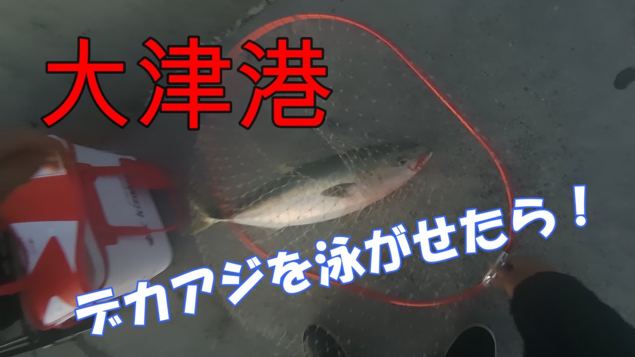 大津港でデカアジを泳がせたら、でかいのが来た！2024.11.2~3 ワラサ６９ｃｍ.アジ。サビキ釣り、泳がせ釣り。