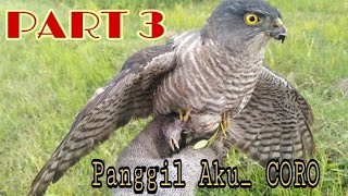 Download Lagu Loooossss TANPA TALI, Alap-alap KAKI BITING #hunting #alapalap #kabit #burungelang #newvideoyoutube MP3