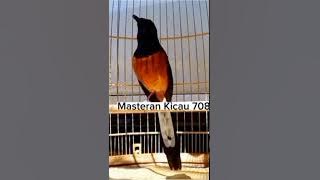 KRETEKAN KERAS BIKIN EMOSI #muraigacor #murai #burung