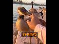 動物には本当に感情があるのか​​？ #自然 #動物プロダクション #animals #動物 #癒し