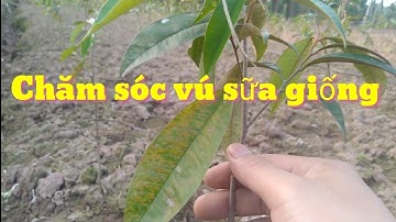 Trồng và chăm sóc cây vú sữa giống, cách chăm sóc cây vú sữa mới trồng