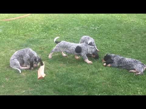Basset Bleu de Gascogne f 1