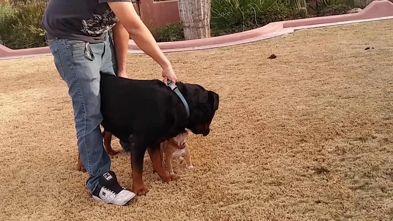 100lb Rottweiler English bulldog a 100 pound plus Rottweiler - YouTube