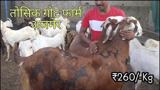 Toshik goat farm Ajmer | Kurbani ke bakre ₹260kg | bakra mandi rajasthan| pkraj vlogs