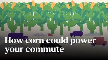 How corn could power your commute - Nature