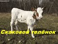 Скаковой телёнок