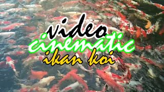 video cinematic ikan koi