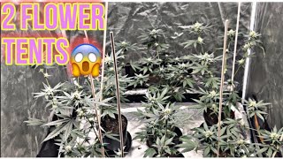 How to grow weed easy/ 2 tent update