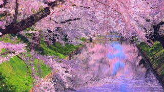 4K映像「弘前さくらまつり 花筏とオシドリ 日本三大桜」cherry blossom japan 日本一の桜の名所 弘前公園 美しい四季 春 青森県 4月中旬 お花見 絶景自然風景 8K撮影